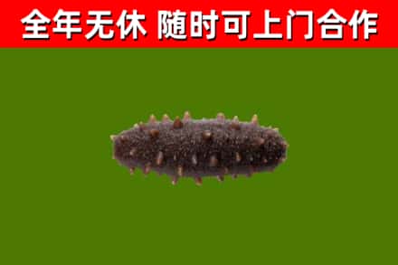 静宁回收海参干